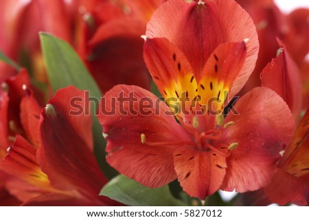 gorgeous arrangement of a group of red flowers isolated on white