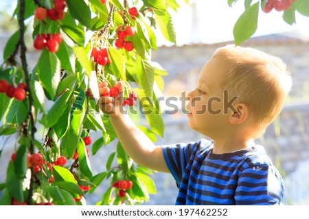 Young child picking up and eating cherries from the tree.