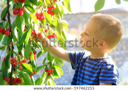 Young child picking up and eating cherries from the tree.