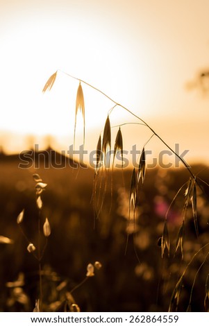 Wild flowers at sunset. Backlit silhouette.