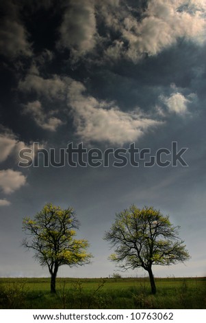 Two trees on the acre in the spring day