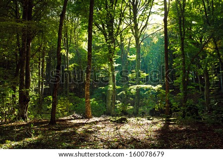 Mystical green forest in the morning with sunbeams through the trees