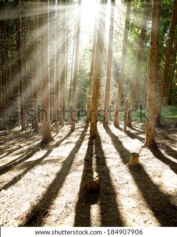 Morning pine forest, sun shining rays through the trees