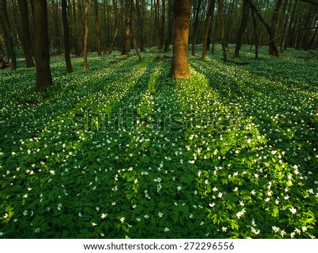 Sunset in the blossoming green forest in sunlight and shadows, spring nature background