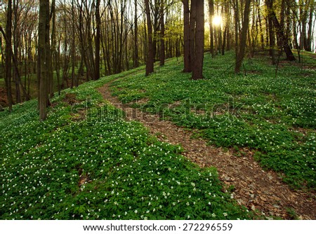 Sunset in the blossoming green forest, spring nature background