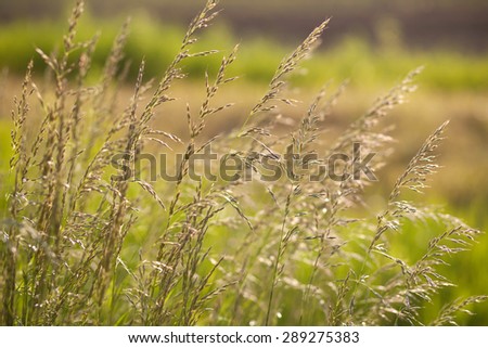 Spikes of green grass on a summer meadow closeup at dawn, beauty of nature
