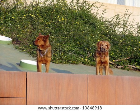 dogs watching