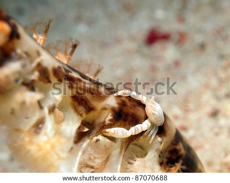 Porcelain crab climbing Sea pen, Komodo National Park, Indonesia