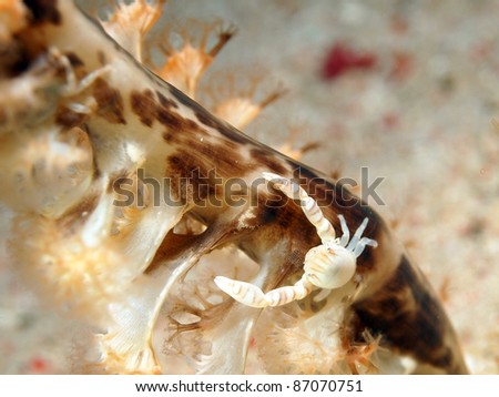 Porcelain crab climbing Sea pen, Komodo National Park, Indonesia