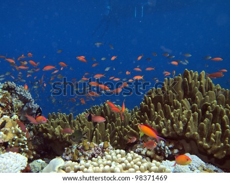 Colorful fishes and coral reef
