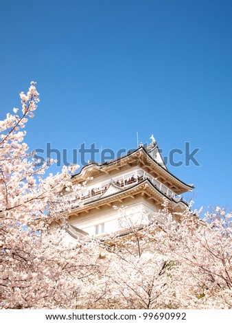 Japanese castle and cherry blossoms in full bloom