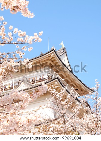 Japanese castle and cherry blossoms in full bloom