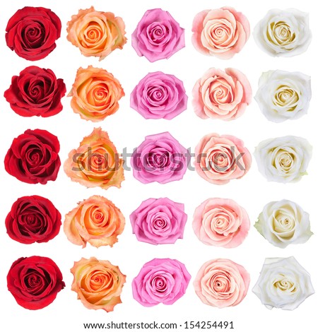 Collection of beautiful roses isolated on the white background Collection of beautiful roses isolated on the white background