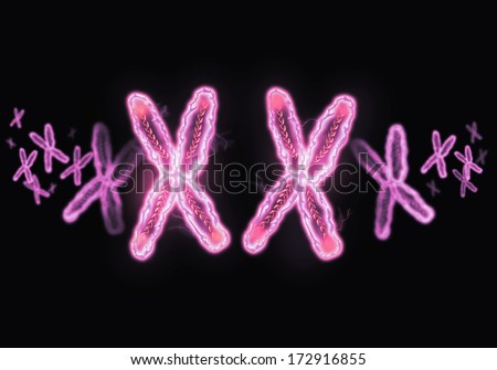 XX Chromosome concept. Female  Heterogametic Sex.