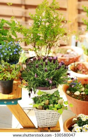 Outdoor Flower Pots For Small Garden, Patio Or Terrace Stock Photo