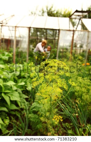 Plants in garden with glasshouse with two persons in background