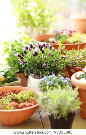 Outdoor Flower Pots For Small Garden, Patio Or Terrace Stock Photo