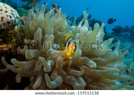 Close up of anemone fish with mouth open