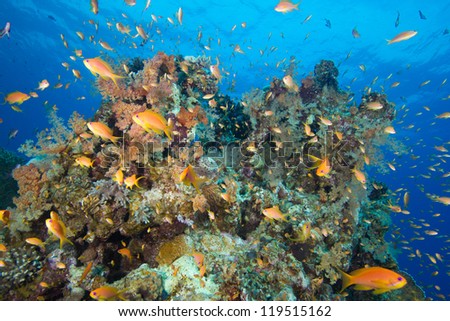 Hard and soft coral surrounded by colorful fish in beautiful blue water