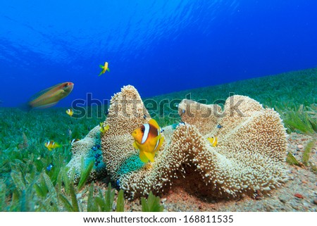 Yellow anemone fish sits with mouth open in anemone with green sea-grass and blue water background