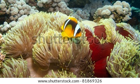 Anemone with anemone fish