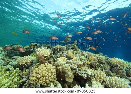Coral reef scene with colorful reef fish