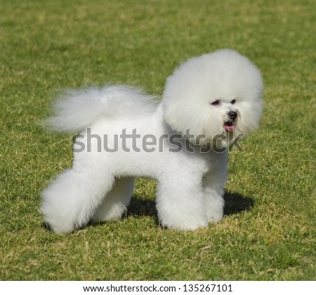 A small beautiful and adorable bichon frise dog standing on the lawn and looking cheerful.