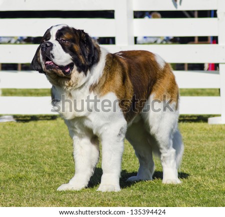 A big beautiful brown and white Saint Bernard dog standing on the lawn. St Bernard dogs are well known for their intelligence, strength and obedience.