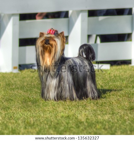 A small gray black and tan Yorkshire Terrier dog standing on the grass, having its head coat braided.