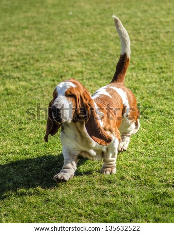A beautiful, red and white Basset Hound dog walking on the lawn, distinctive for being short-legged, having hanging skin structure, and their very good sense of smell.