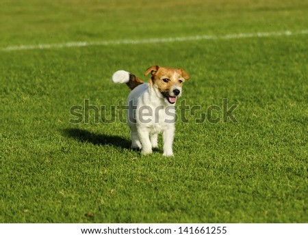 A small white and tan Jack Russell Terrier dog walking on the grass, looking very happy. It known for being confident, highly intelligent and faithful, and views life as a great adventure.