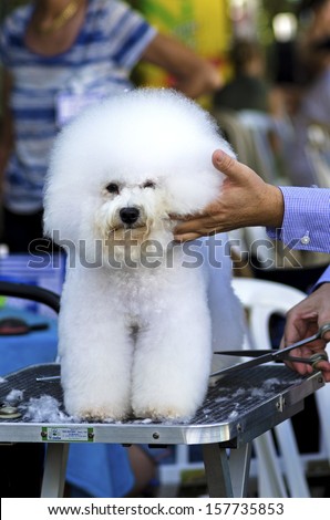 A small beautiful fluffy and adorable white bichon frise dog being groomed and having its coat trimmed by a professional groomer using special products and making its coat clean and fluffy.