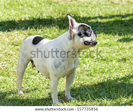 A small, young, beautiful, black and white Boston Terrier dog standing on the lawn. Boston Terriers are highly intelligent and easily trainable.