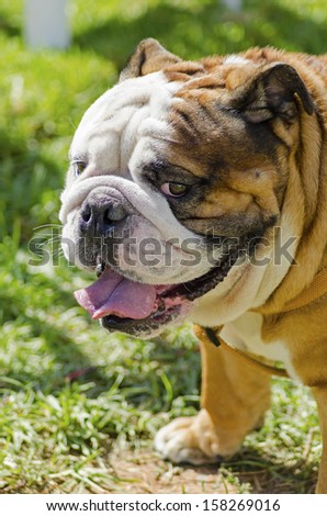 A small, young, beautiful, brown and white English Bulldog standing on the lawn while sticking its tongue out and looking playful and cheerful.
