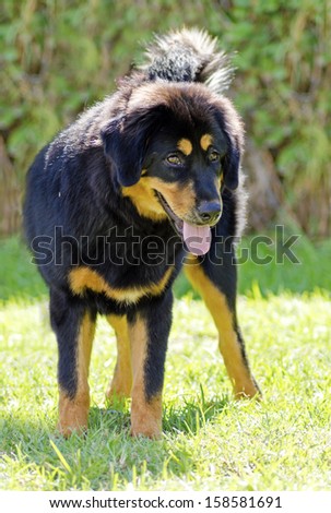A young, beautiful, black and tan - gold Tibetan Mastiff puppy dog standing on the lawn. Do Khyi dogs are known for being courageous, thoughtful and calm.