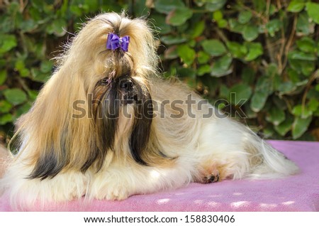 A small young light brown, black and white tan Shih Tzu dog with a long silky coat sitting, having its head coat braided.