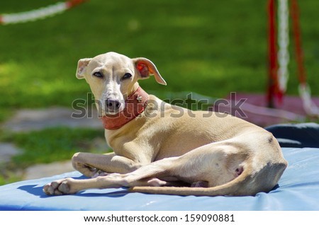 A small fawn - brown italian Greyhound dog lying down. Grey hounds are very thin and have a slender structure making them look very fragile.