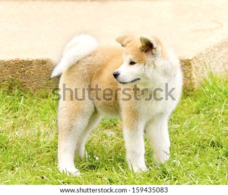A profile view of a young beautiful white and red Akita Inu puppy dog standing on the lawn. Japanese Akita dogs are distinctive for their oriental look and for being courageous.