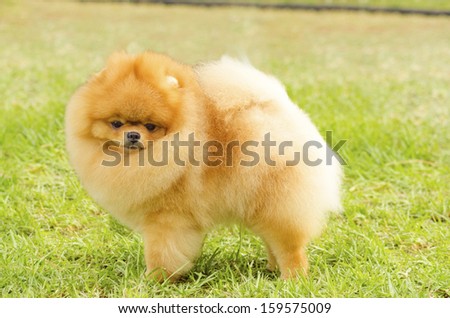 A side view of a small young beautiful fluffy orange pomeranian puppy dog standing on the grass. Pom dogs  are considered to be in the toy category and make very good companion dogs.