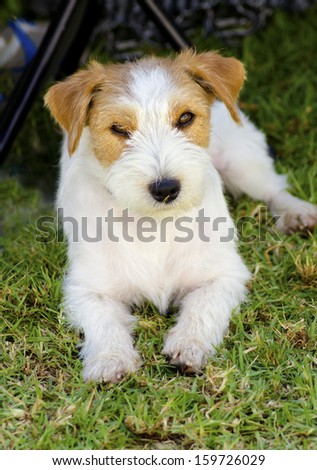 A small white and tan rough coated Jack Russell Terrier dog sitting on the grass, looking happy. It is known for being confident, highly intelligent and faithful, and views life as a great adventure.