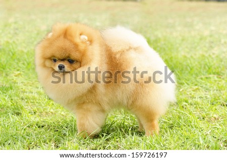 A side view of a small young beautiful fluffy orange pomeranian puppy dog standing on the grass. Pom dogs  are considered to be in the toy category and make very good companion dogs.