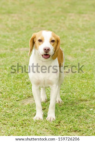 A young, beautiful, white and orange Istrian Shorthaired Hound puppy dog standing on the lawn. The Istrian Short haired Hound is a scent hound dog for hunting hare and foxes.