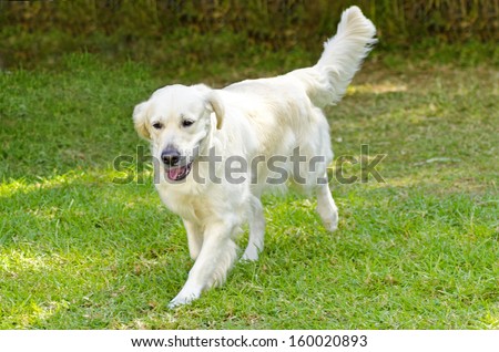 A young beautiful light golden retriever walking happily on the lawn. Known for their intelligence, being very friendly and excellent guide dogs