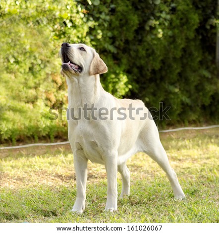 A young beautiful white labrador retriever standing happily on the lawn. Lab dogs are very friendly and usually used as guide dogs.