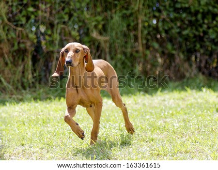 A young, beautiful, fawn red brown smooth coated Segugio Italiano dog running on the grass. The Italian Hound dog has a long head and ears and is used as a hunting dog.