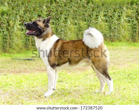 A profile view of a sable, white and brown pinto American Akita dog standing on the grass, distinctive for its plush tail that curls over his back and for the black mask A large and powerful dog breed