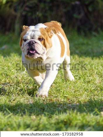 A small, young, beautiful, brown and white English Bulldog running on the lawn looking playful and cheerful. The Bulldog is a muscular, heavy dog with a wrinkled face and a distinctive pushed-in nose.