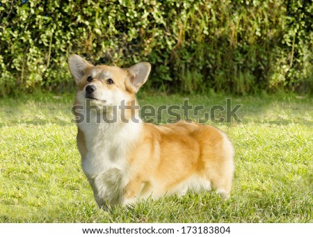 A young, healthy, beautiful, red sable and white Welsh Corgi Pembroke dog with a docked tail standing on the grass. The Welsh Corgi has short legs, long body, big erect ears and is a herding breed.