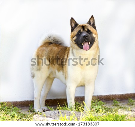 A profile view of a sable, white and brown pinto American Akita dog standing on the grass, distinctive for its plush tail that curls over his back and for the black mask.A large and powerful dog breed