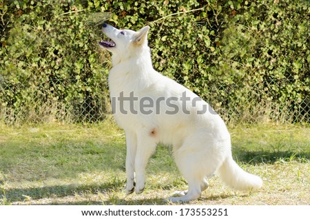 A young beautiful Berger Blanc Suisse dog standing on her two back legs ready to jump on the grass. The White Swiss Shepherd dog looks like a German Shepherd but distinctive for their long white coat.